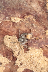 Philodromus margaritatus