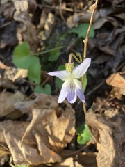 Viola floridana