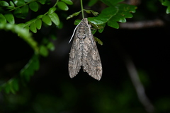 Manduca paphus