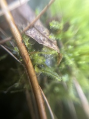 Lophocolea bidentata