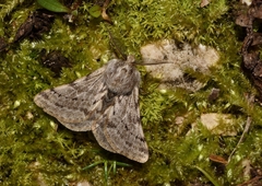 Lycia florentina