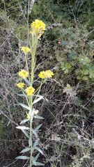 Erysimum virgatum