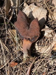 Gyromitra infula