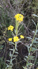 Erysimum virgatum