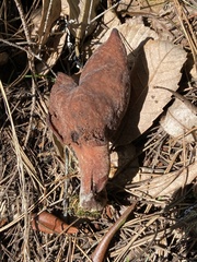 Gyromitra infula
