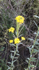 Erysimum virgatum
