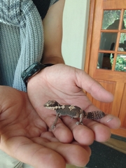 Pachydactylus rugosus