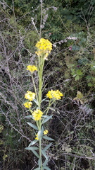 Erysimum virgatum