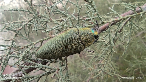 Steraspis squamosa