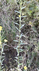 Erysimum virgatum