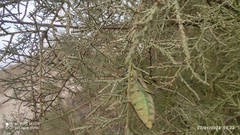 Steraspis