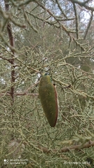 Steraspis