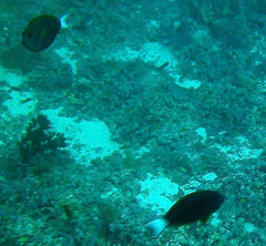 Acanthurus thompsoni