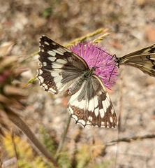 Melanargia larissa
