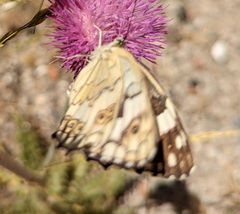 Melanargia larissa