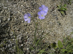 Linum perenne