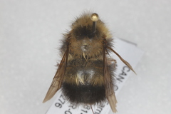 Bombus perplexus
