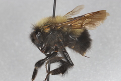 Bombus perplexus