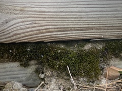 Bryum argenteum