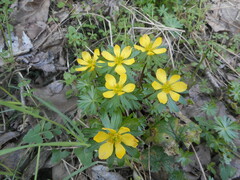 Eranthis hyemalis