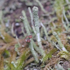 Cladonia coniocraea