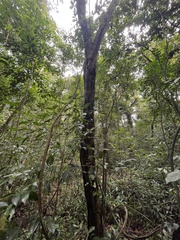 Eugenia biflora