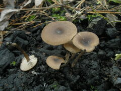 Lyophyllum anthracophilum