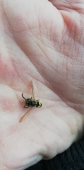 Vespinae