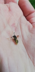 Vespinae
