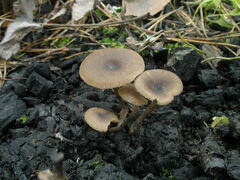 Lyophyllum anthracophilum