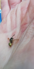 Vespinae