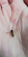Vespinae