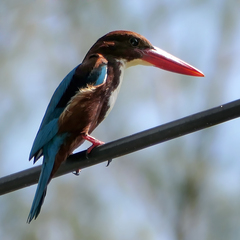 Halcyon smyrnensis perpulchra