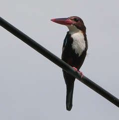 Halcyon smyrnensis perpulchra