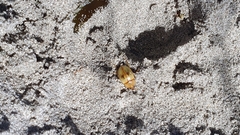 Pachyphaleria capensis