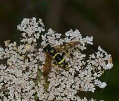 Tenthredo marginella
