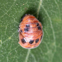 Coccinellini
