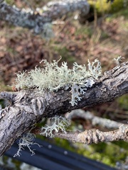 Evernia