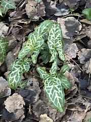 Arum italicum italicum