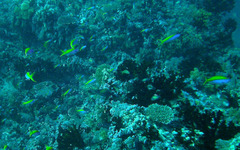 Caesio xanthonota