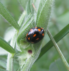 Coccinella leonina