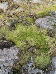 Racomitrium