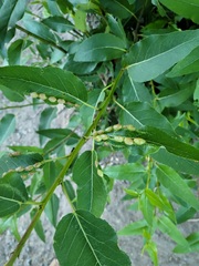Thecabius populimonilis