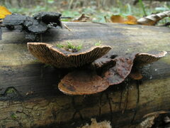 Gloeophyllum abietinum