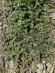 Erodium