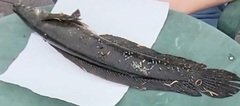 Channa aurolineata