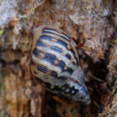 Drymaeus papyrifactus