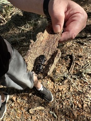 Odontotaenius disjunctus