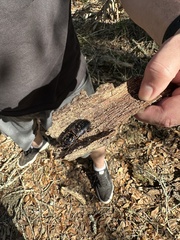 Odontotaenius disjunctus