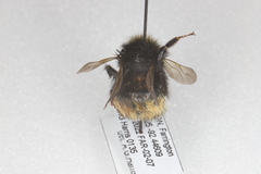 Bombus terricola